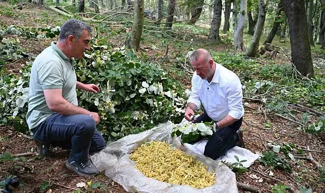 Karacabey'de ıhlamur hasadı kırsal ekonomiye can katıyor