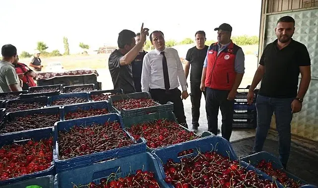Çay'da kiraz hasadı başladı