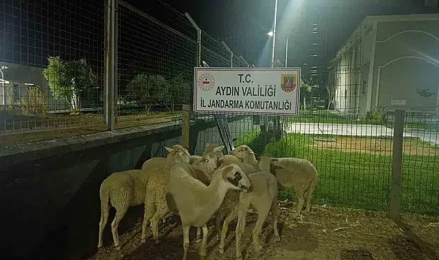 Koçarlı'da 15 koyun evin bahçesinden çalındı