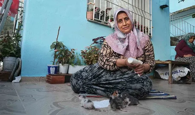 Anneleri telef olan yavru kedileri merhametiyle büyüten kadın, hayvanları biberonla besliyor