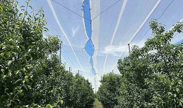 Bursa çiftçisi armut ve şeftalisini doludan fileyle koruyor