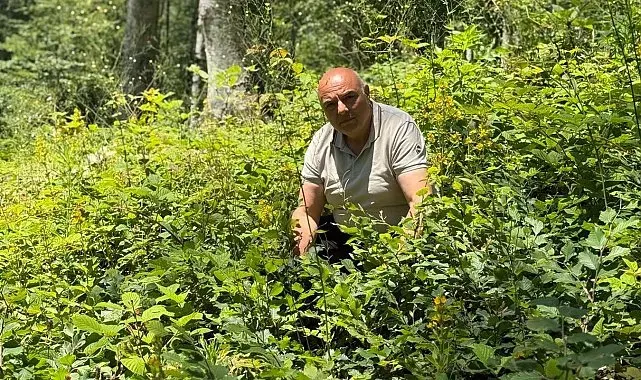 Düzce'de ormanlarda gençlik bakım çalışmaları sürüyor