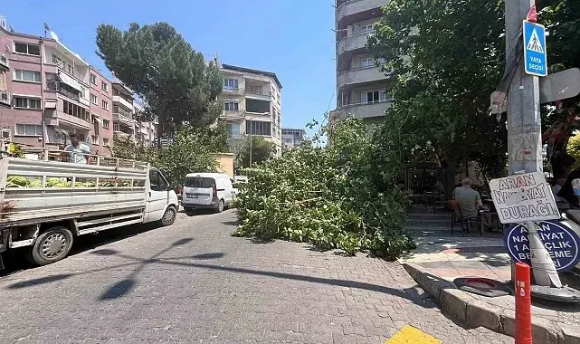 Devrilen ağaç iki araca zarar verdi
