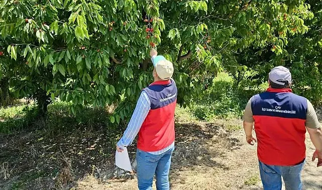 Dolu yağışından dolayı hasar tespit çalışmaları sürüyor