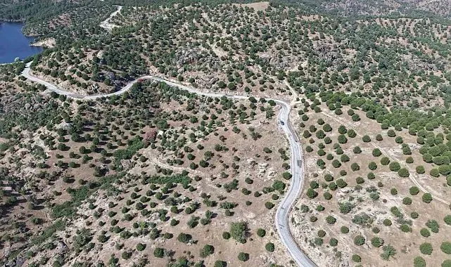 Aydın'da 15 yıl önce dikilen fıstıkçamları kozalak vermeye başladı