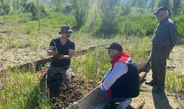 Bayburt'ta salep hasadı başladı
