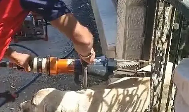 Demir kapıya sıkışan köpeği itfaiye kurtardı