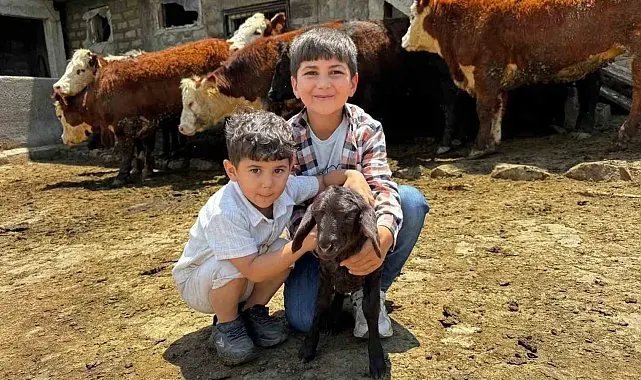Ağrı'da damızlık desteğiyle kırmızı et üretimi güçleniyor