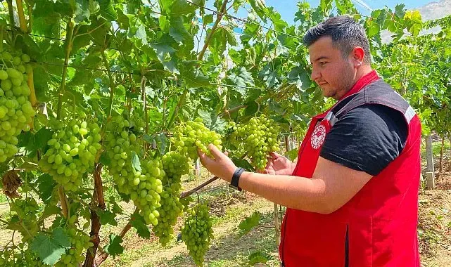 Sarıgöl'de erkence üzüm hasat dönemi yaklaşıyor