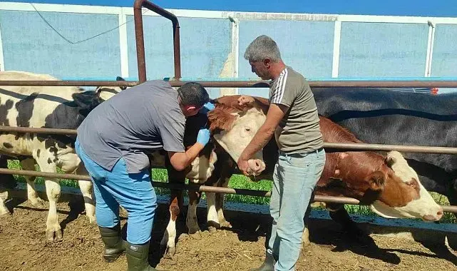 Hayvan sağlığının korunmasına yönelik çalışmalar sürüyor