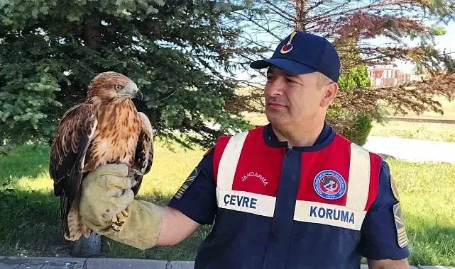 Yozgat'ta yaralı bulunan şahin koruma altına alındı