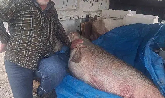 Av yasağının bittiği gün 130 kiloluk turna balığı yakaladı, nasıl doğrayacağını düşünmeye başladı