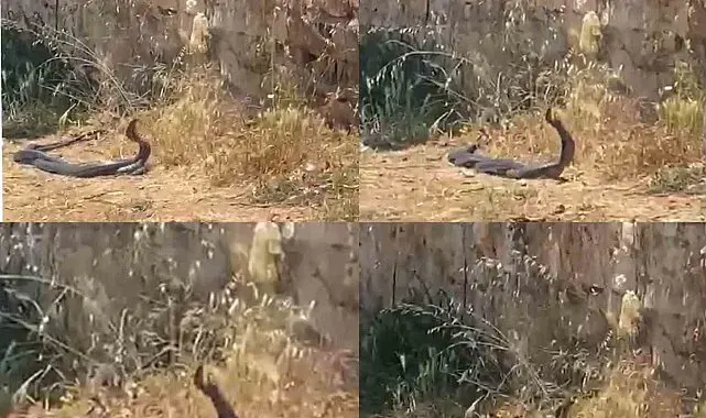 2 metrelik yılanların dansını kedi izledi