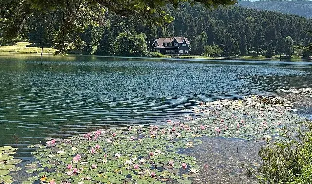 Bolu'da bu çiçeği koparmanın cezası 699 bin 197 lira