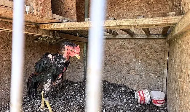 500 bin liralık horoz operasyonu: 50 kişiye ceza yağdı