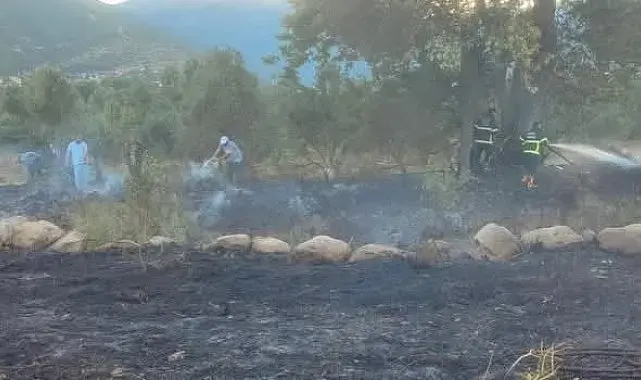 Hassa'da zeytinlik alan yangını