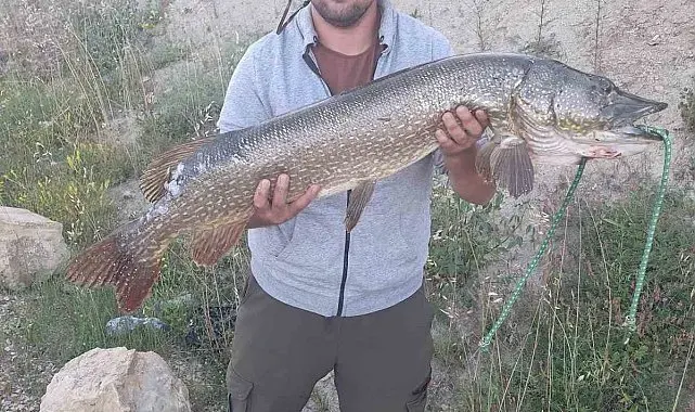 Amatör balıkçıdan 112 santimetrelik av