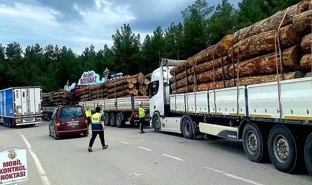 Sinop'ta orman emvali nakilleri denetimi