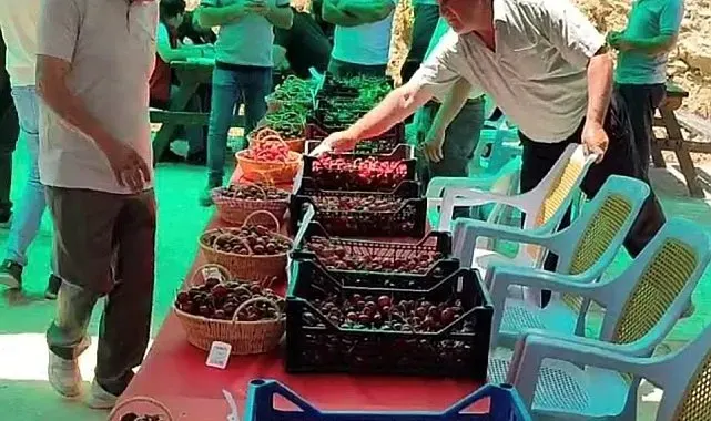 Hisarcık Kutlubeyler köyünde Kiraz Festivali coşkusu