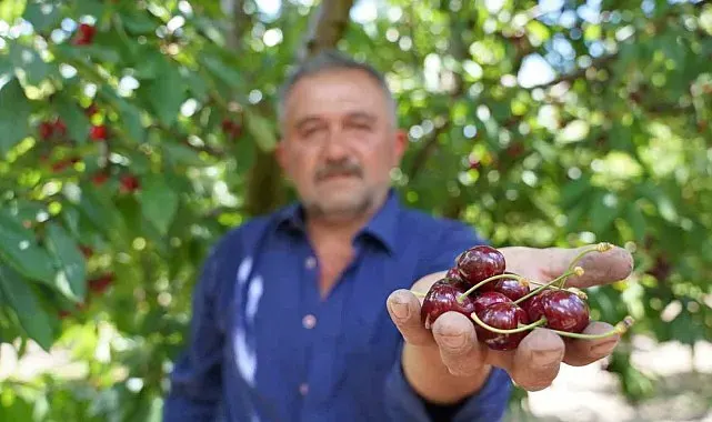 Tescilli Tokat kirazında hasat mesaisi başladı