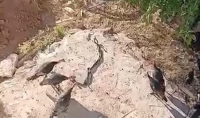 Hindilerin, aralarına giren yılanları izlediği anlar görüntülendi