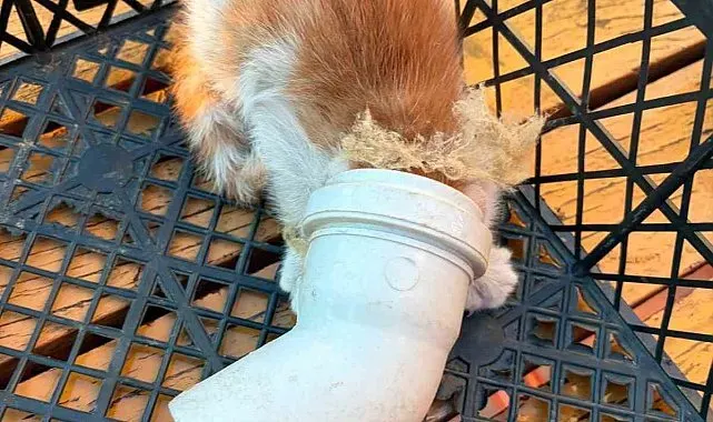 PVC borusuna sıkışan yavru kedi kurtarıldı