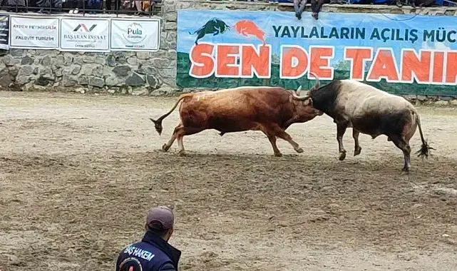 Ayder'de boğa güreşleri heyecanı yaşandı