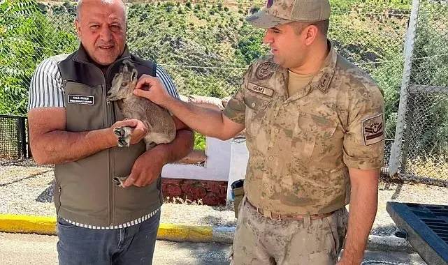 Kemaliye'de bitkin halde bulunan yavru dağ keçisi koruma altına alındı
