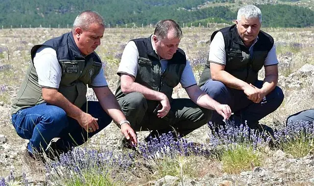 Edremit'te eski maden sahası lavanta kokulu bal ormanına dönüştü