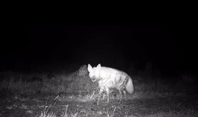 Nesli tükenme tehlikesindeki çizgili sırtlan fotokapana yakalandı