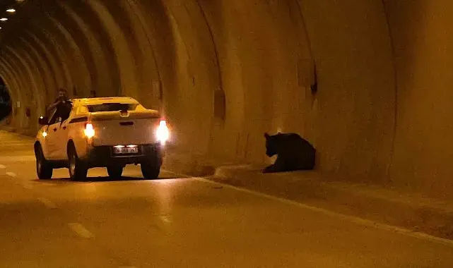 Karabük'te otomobilin çarptığı yaralı ayı tüneli birbirine kattı