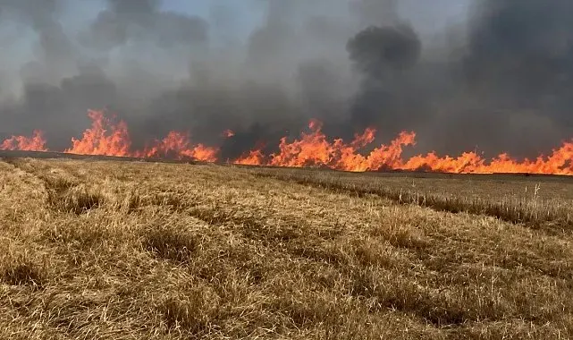 Tekirdağ'da 400 dönüm buğday ekili alan yandı