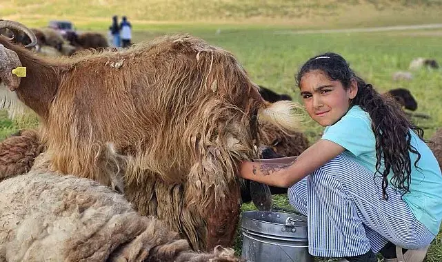 Muş'ta yayla mesaisi başladı: Lezzetli sütün sırrı dağlarda saklı