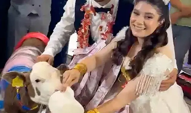 Takı merasiminde altın yerine dişi buzağı hediye edildi