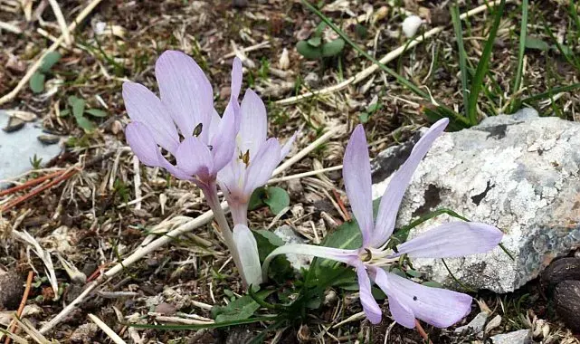 Muğla'da yeni endemik tür 'Marçalı Çiğdemi' keşfedildi