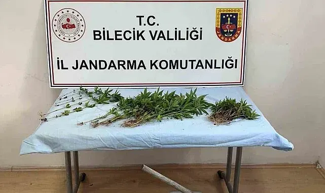 Ormanlık arazide kenevir ekimi yapan şahıs ektikleri sularken yakalandı
