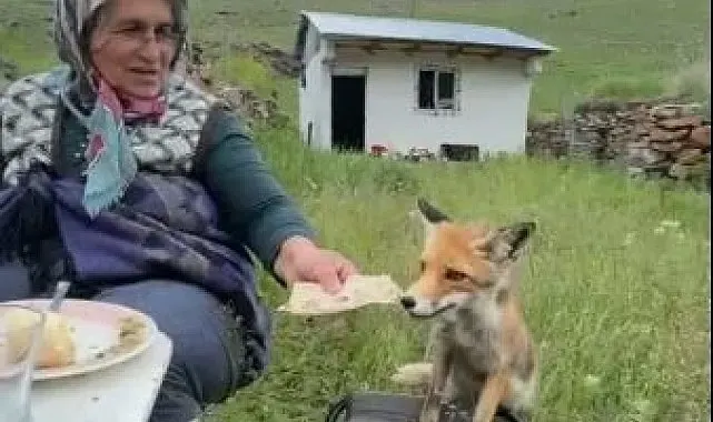 Yaylada Sedriye ninenin sofrasına oturan tilki, ikram edilen ekmeği yemedi