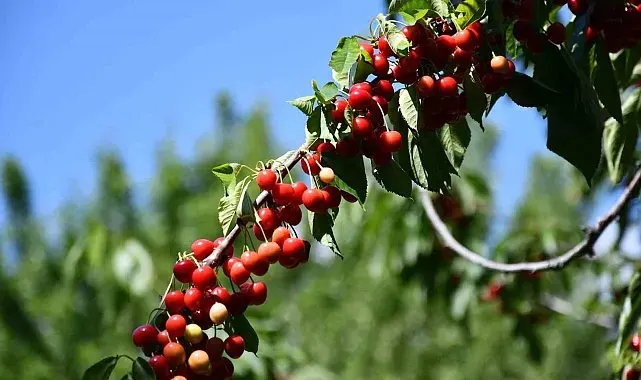 Akşehir'de "Kiraz Hasat Şenliği" coşkusu