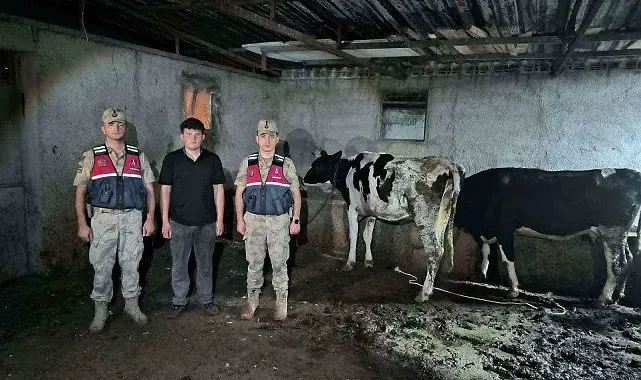 Kayıp büyükbaş hayvanlar jandarma ekiplerince bulundu
