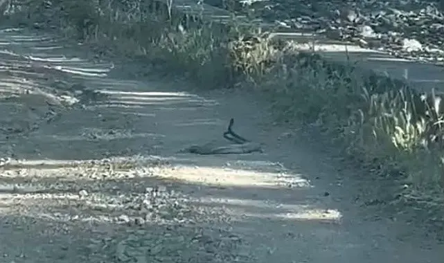 Bingöl'de iki yılanın dansı görüntülendi