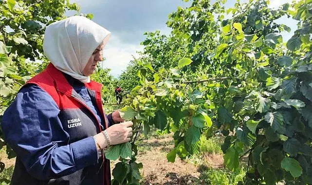 Yeni sezon öncesi fındık bahçelerinde saha incelemeleri sürüyor
