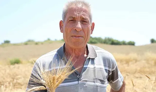 Adana'da ata tohumu karakılçık buğdayı yeniden üretime kazandırıldı