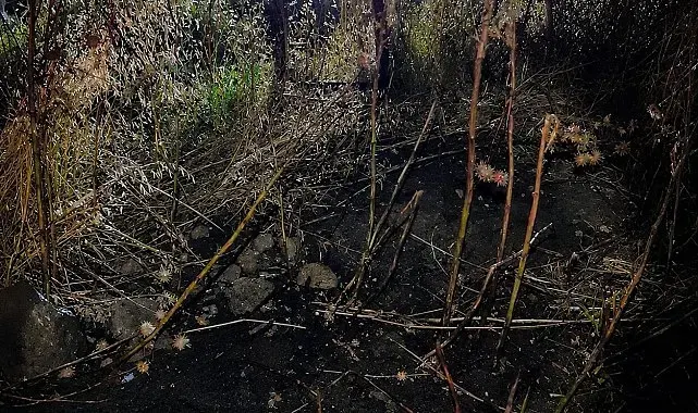 Elektrik direğinden sıçrayan kıvılcım yangın çıkardı