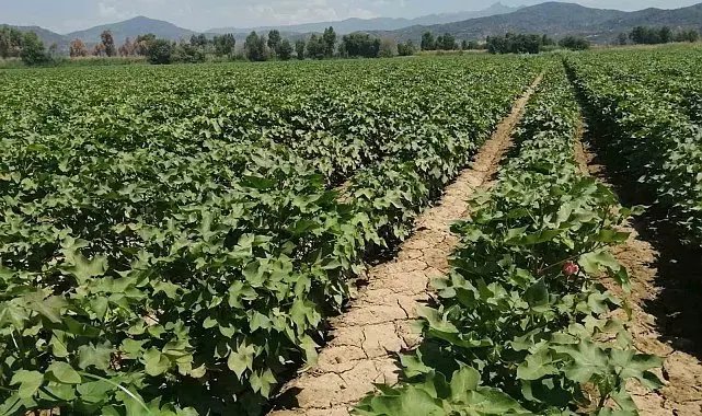 Aydın'da pamukta zararlı uyarısı