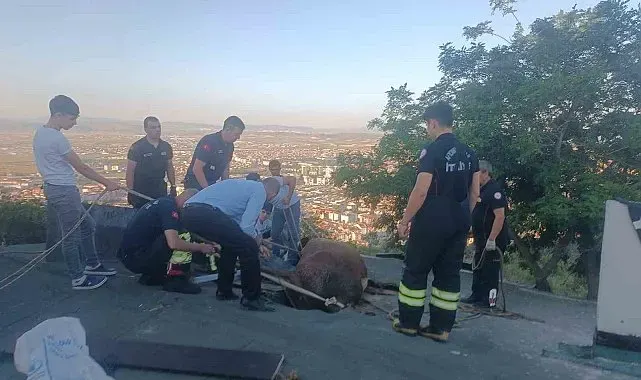 Çöken çatıda mahsur kalan ineği itfaiye kurtardı