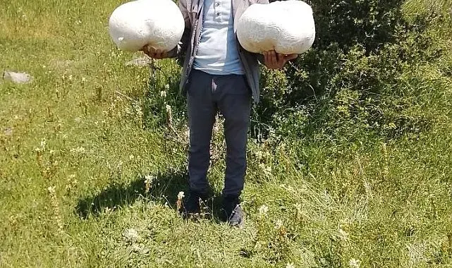 Doğada 20 kiloluk mantar buldu