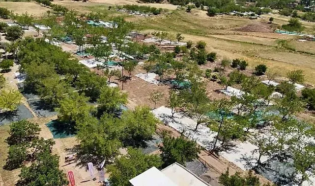 Tut ilçesinde dut hasadı başladı