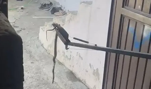 Eve giren yılan yakalanarak doğaya bırakıldı