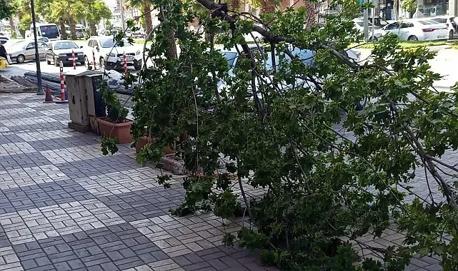 Kahta'da şiddetli rüzgar ağacı devirdi