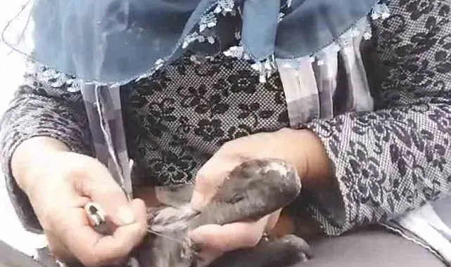 Trabzon'da karabatak kurtarma operasyonu gülümsetti